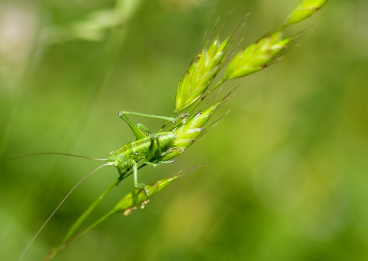 Wallpapers Animals Insects - Grasshoppers and Locusts Wallpaper N263904