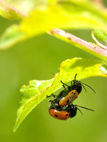 Fonds d'cran Animaux Insectes - Divers Wallpaper N263895