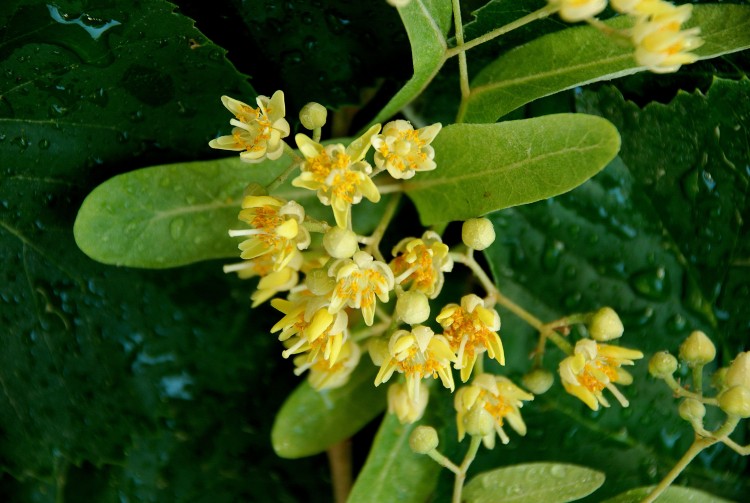 Fonds d'cran Nature Fleurs Fleurs de tilleul