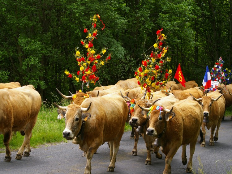 Fonds d'cran Animaux Vaches - Taureaux - Boeufs la transdumance 