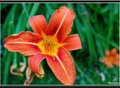 Fonds d'cran Nature Dans intimit d'une fleur