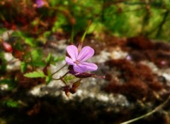 Fonds d'cran Nature Fleur Rose