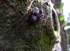 Fonds d'cran Animaux Araigne