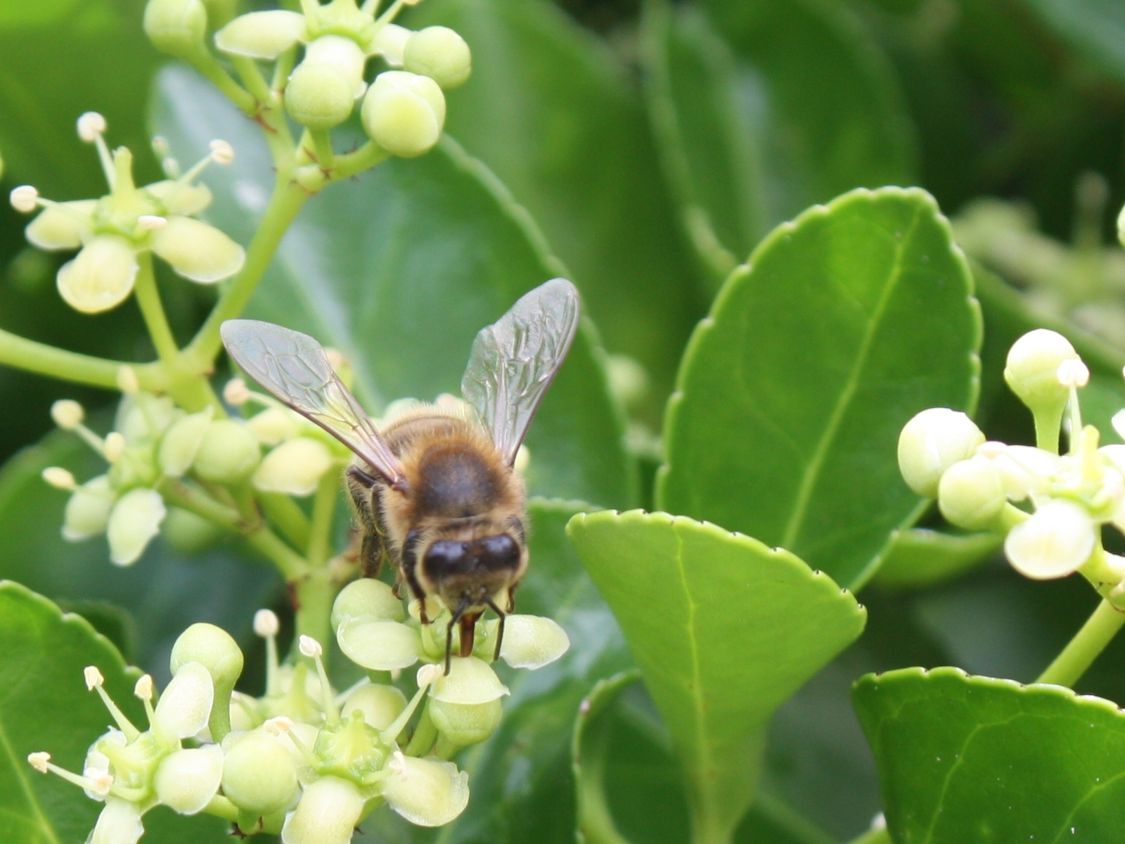 Fonds d'cran Animaux Insectes - Abeilles Gupes ... 