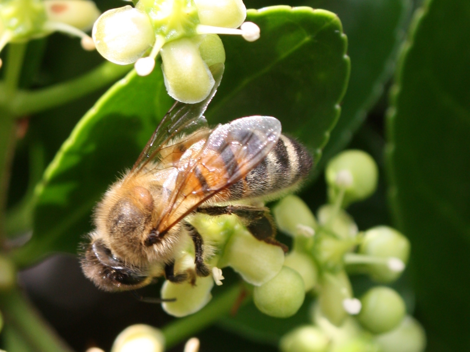 Fonds d'cran Animaux Insectes - Abeilles Gupes ... 