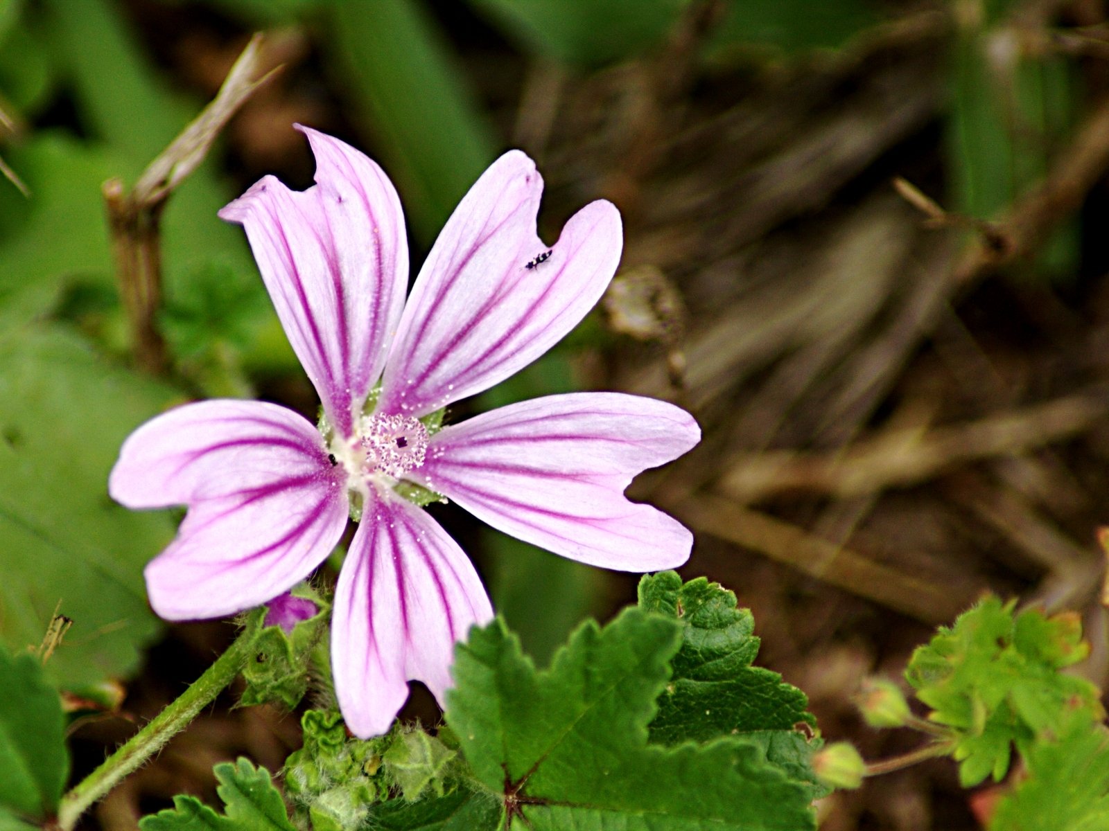 Fonds d'cran Nature Fleurs 