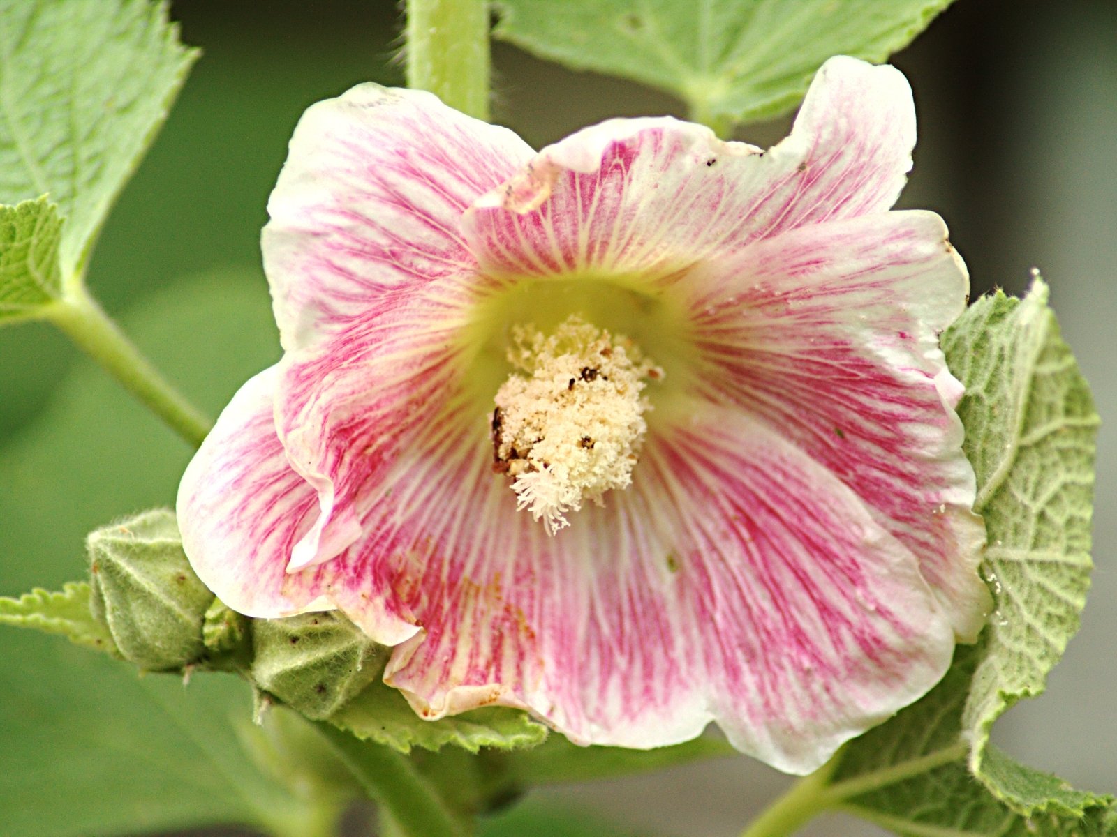 Fonds d'cran Nature Fleurs 