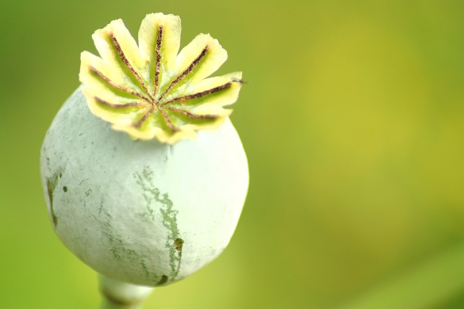 Fonds d'cran Nature Fleurs 