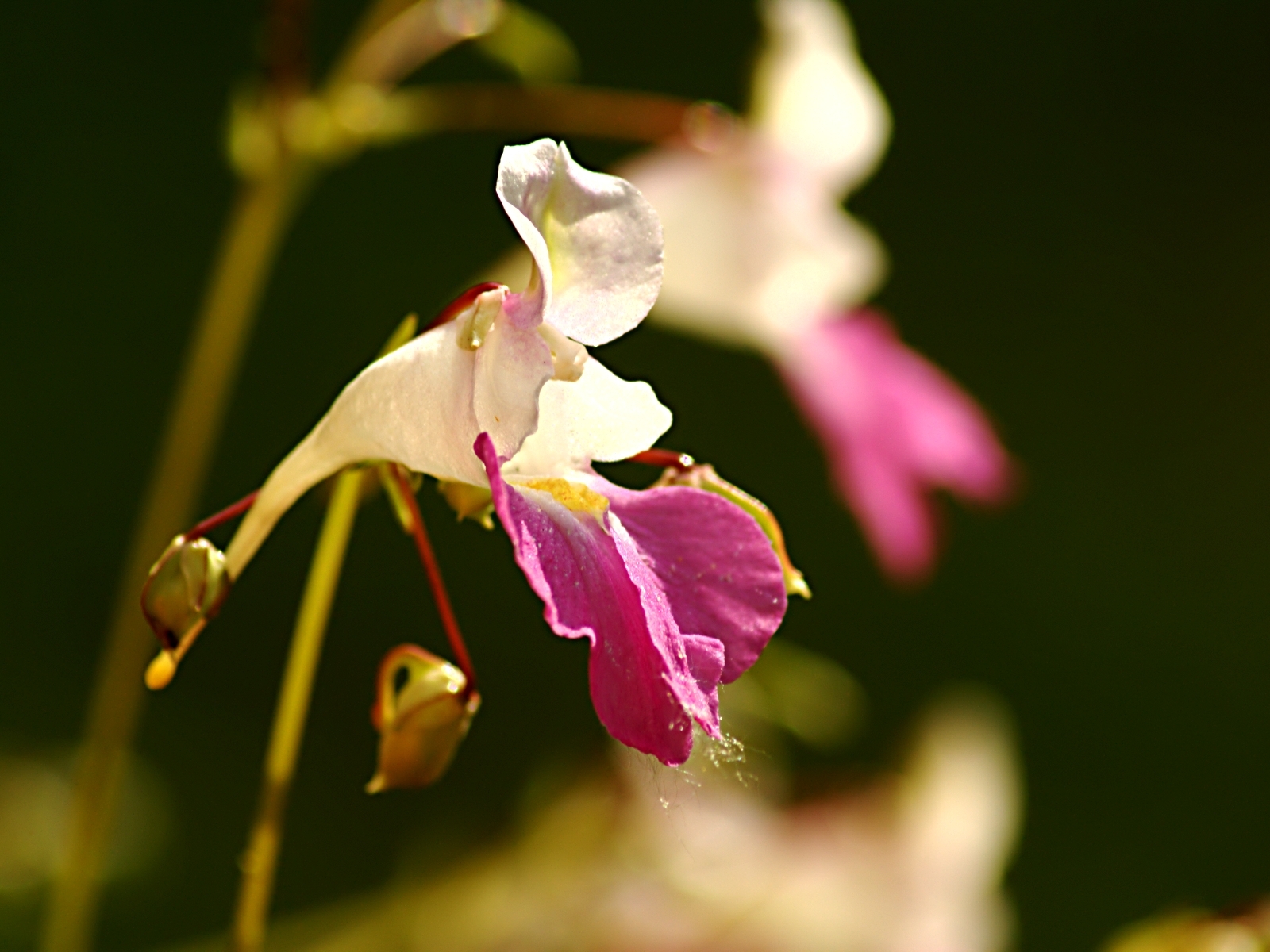 Fonds d'cran Nature Fleurs 