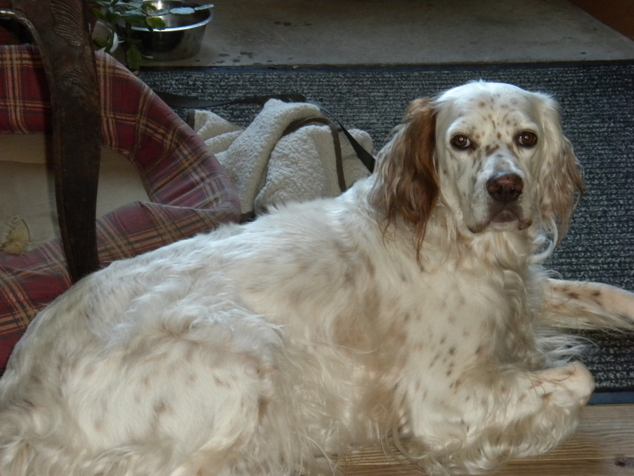 Fonds d'cran Animaux Chiens 