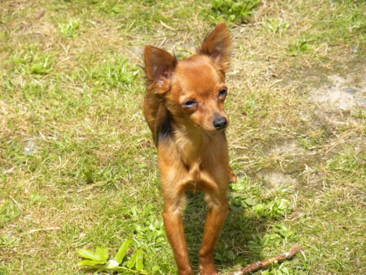 Fonds d'cran Animaux Chiens pinscher nain