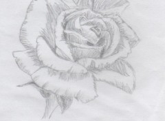 Wallpapers Art - Pencil Rose