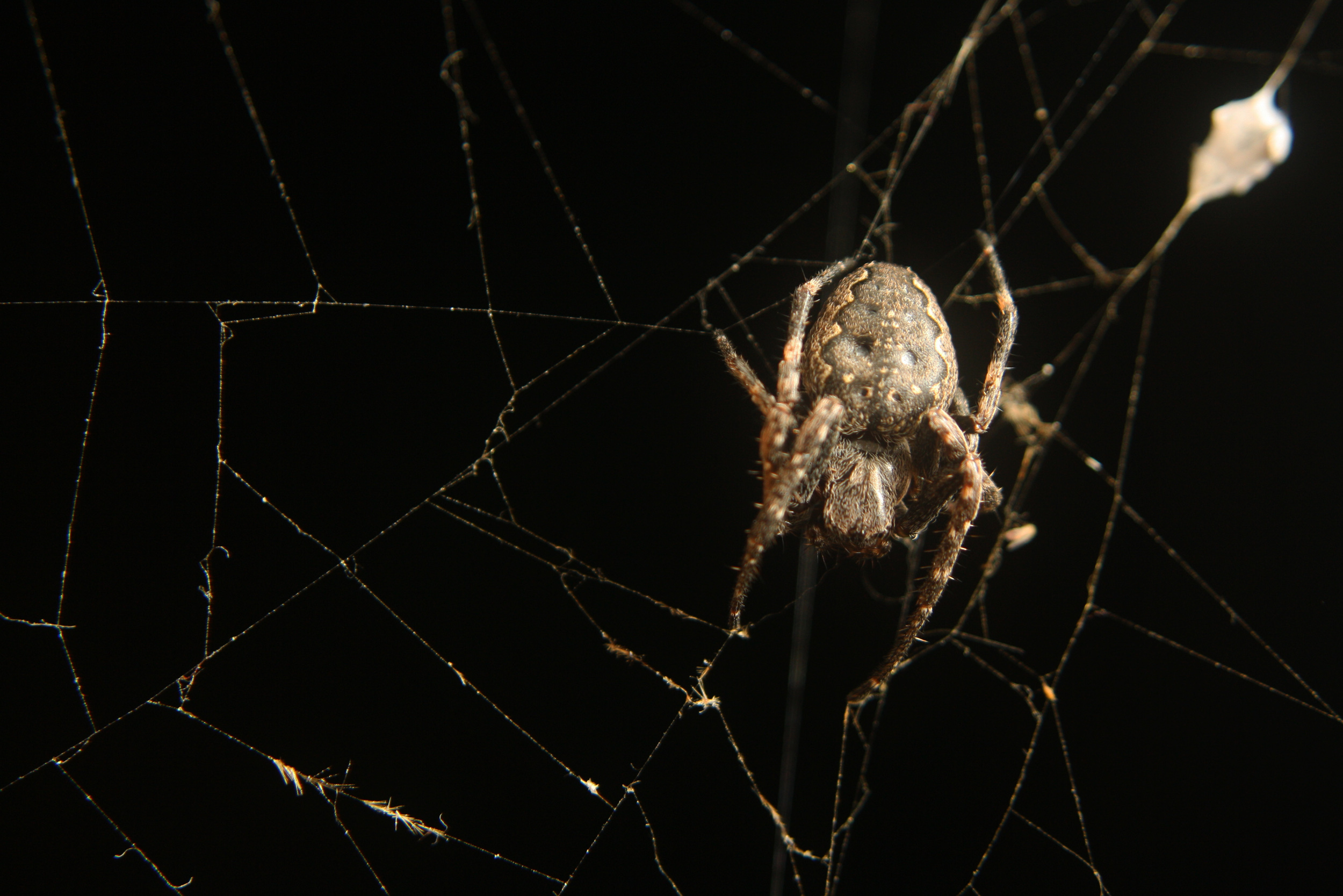 Wallpapers Animals Spiders BBrrrrrrrr