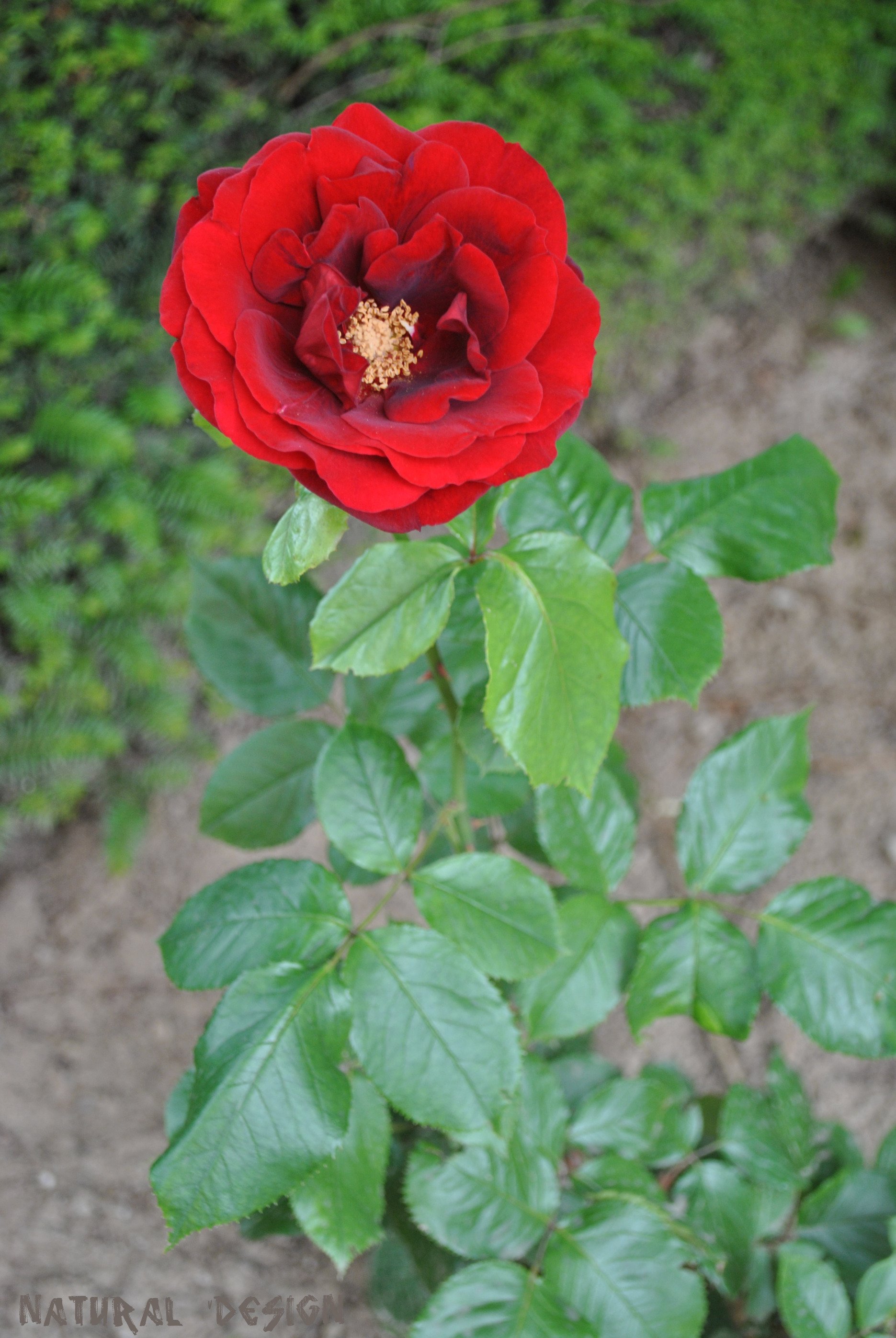 Fonds d'cran Nature Fleurs osez la rose   ;-)