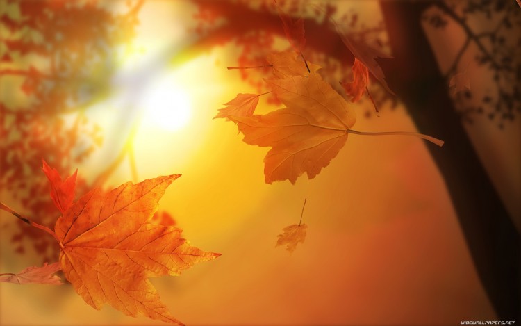 Wallpapers Nature Leaves - Foliage Couleur d'automne