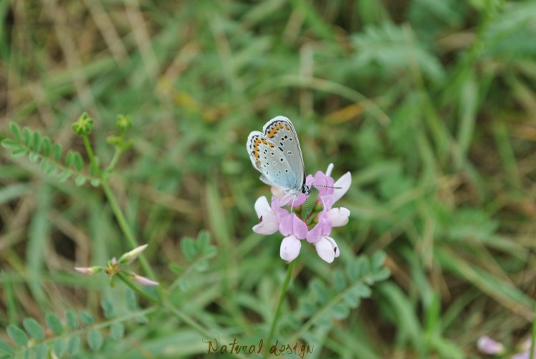 Wallpapers Animals Insects - Butterflies ;-)