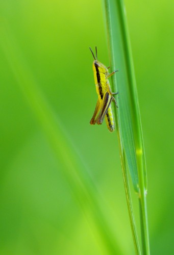 Wallpapers Animals Insects - Grasshoppers and Locusts Wallpaper N264112