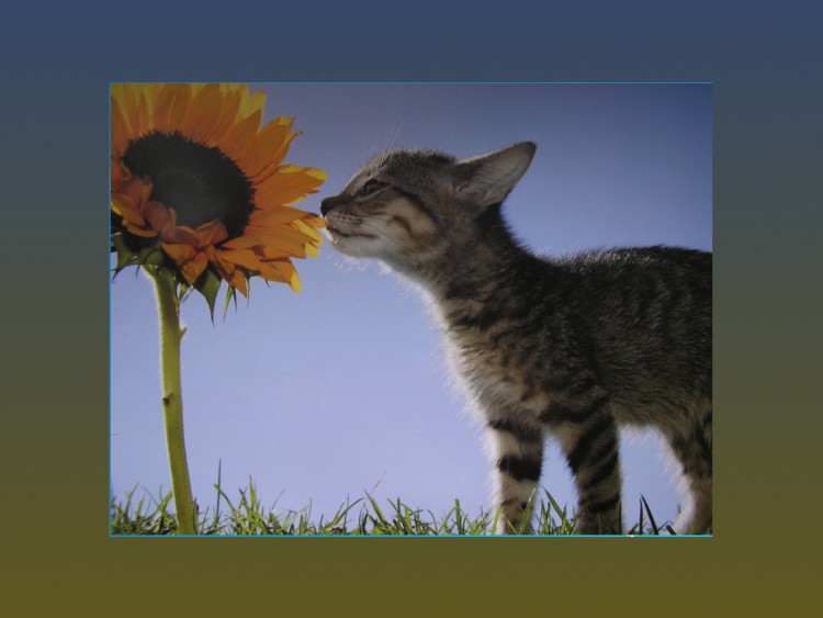 Wallpapers Animals Cats - Kittens joli ti chaton