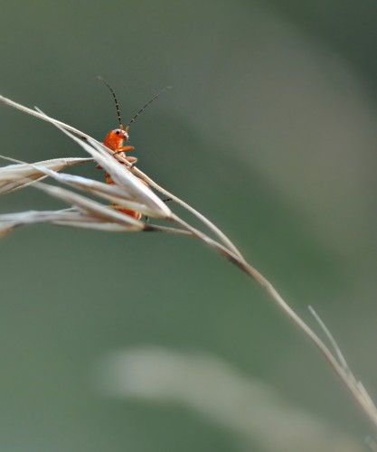 Fonds d'cran Animaux Insectes - Divers vue d'en bas...