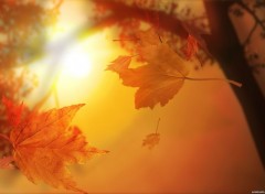 Wallpapers Nature Couleur d'automne