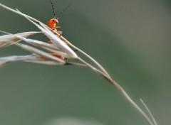 Fonds d'cran Animaux vue d'en bas...