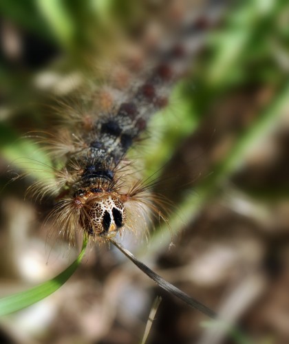 Fonds d'cran Animaux Insectes - Chenilles chenille  couettes ?