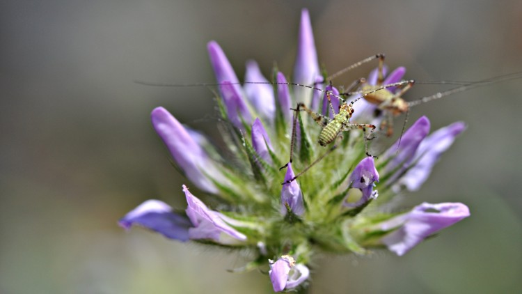 Wallpapers Animals Insects - Miscellaneous rencontre au sommet