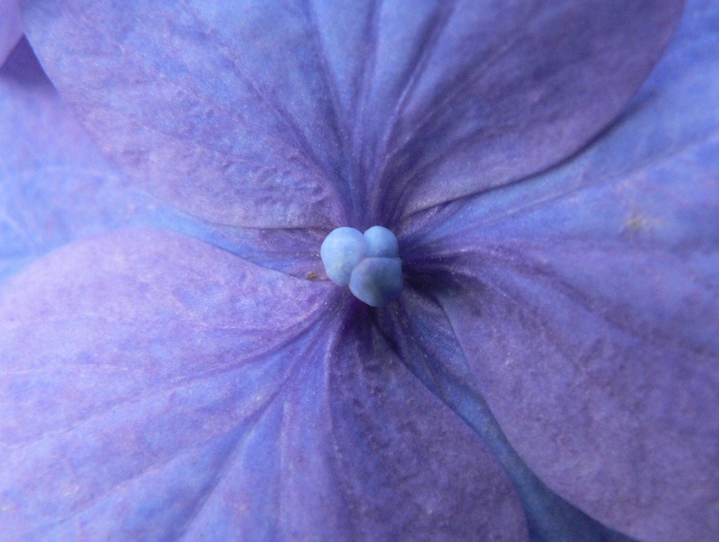 Fonds d'cran Nature Fleurs Au coeur d'un Hortensia