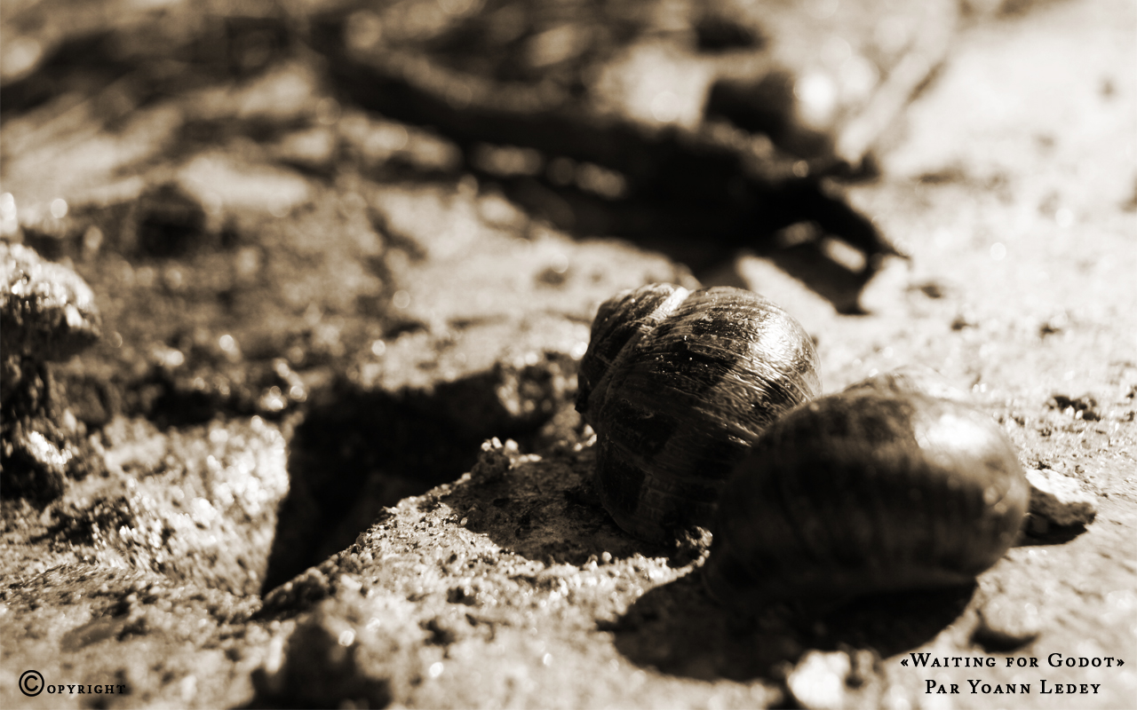 Wallpapers Animals Snails - Slugs Waiting for Godot