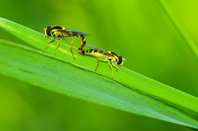 Fonds d'cran Animaux Insectes - Divers Union animale