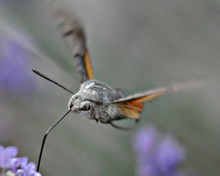 Fonds d'cran Animaux Insectes - Papillons quel est le nom de ce papillon ?