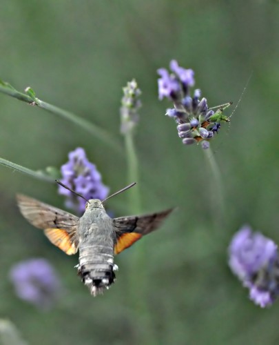 Wallpapers Animals Insects - Butterflies papillon ???