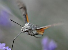 Fonds d'cran Animaux quel est le nom de ce papillon ?