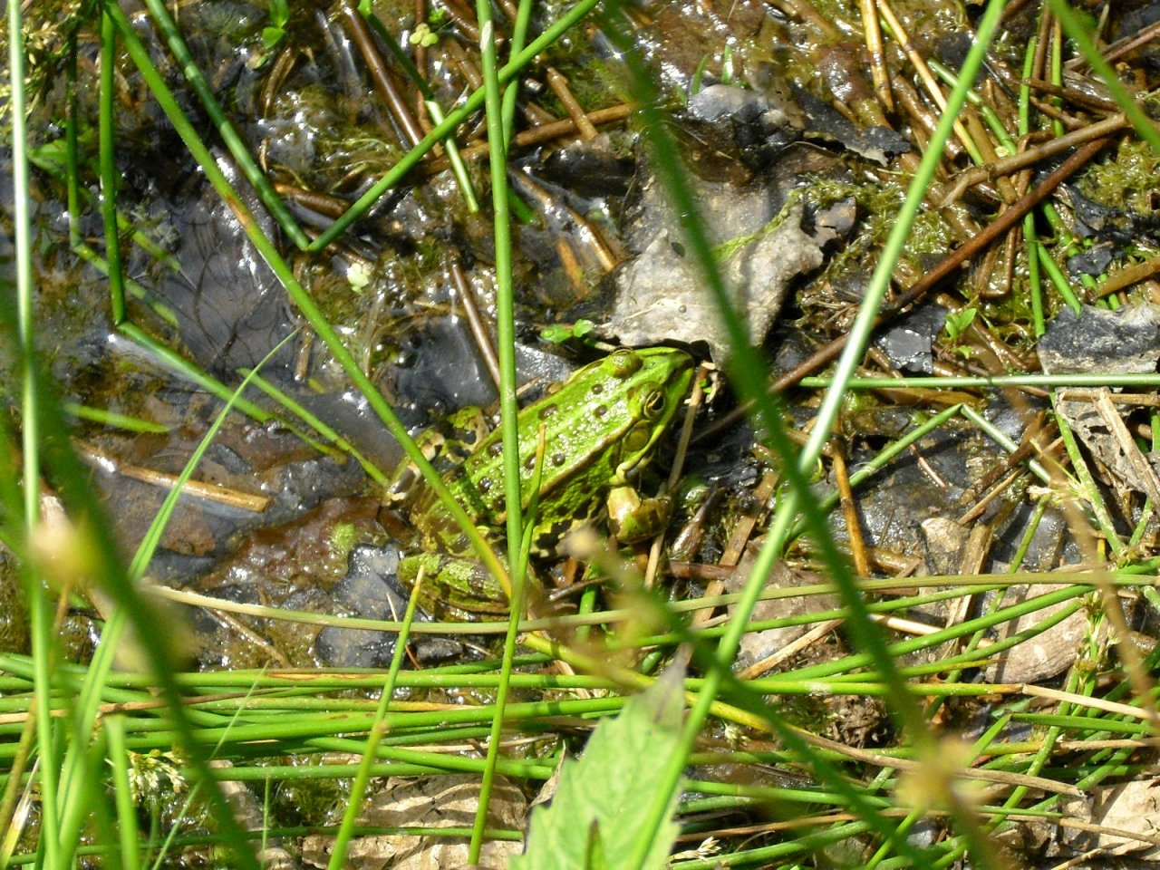 Fonds d'cran Animaux Grenouilles - Crapauds Grenouille_