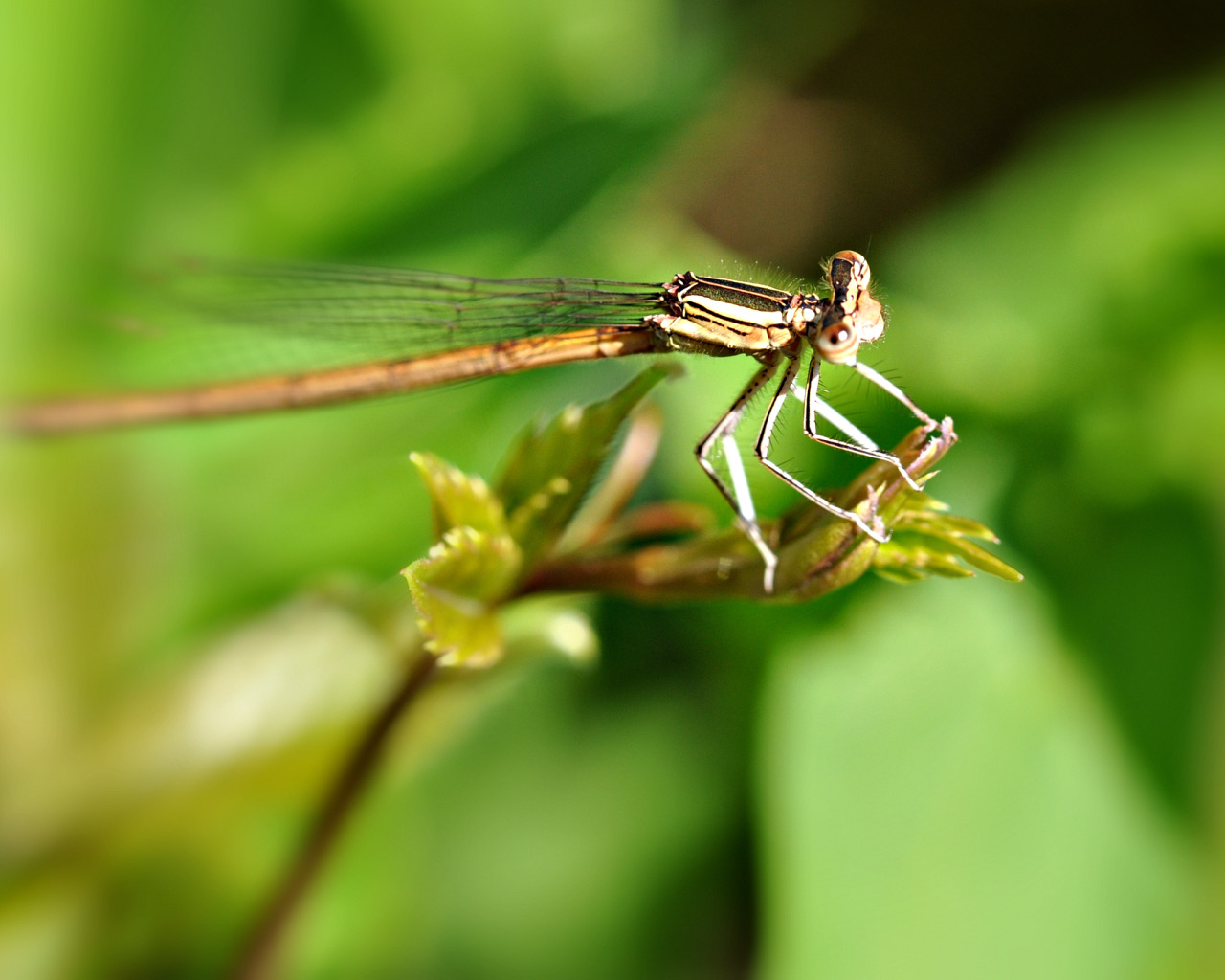 Fonds d'cran Animaux Insectes - Libellules libellule ???