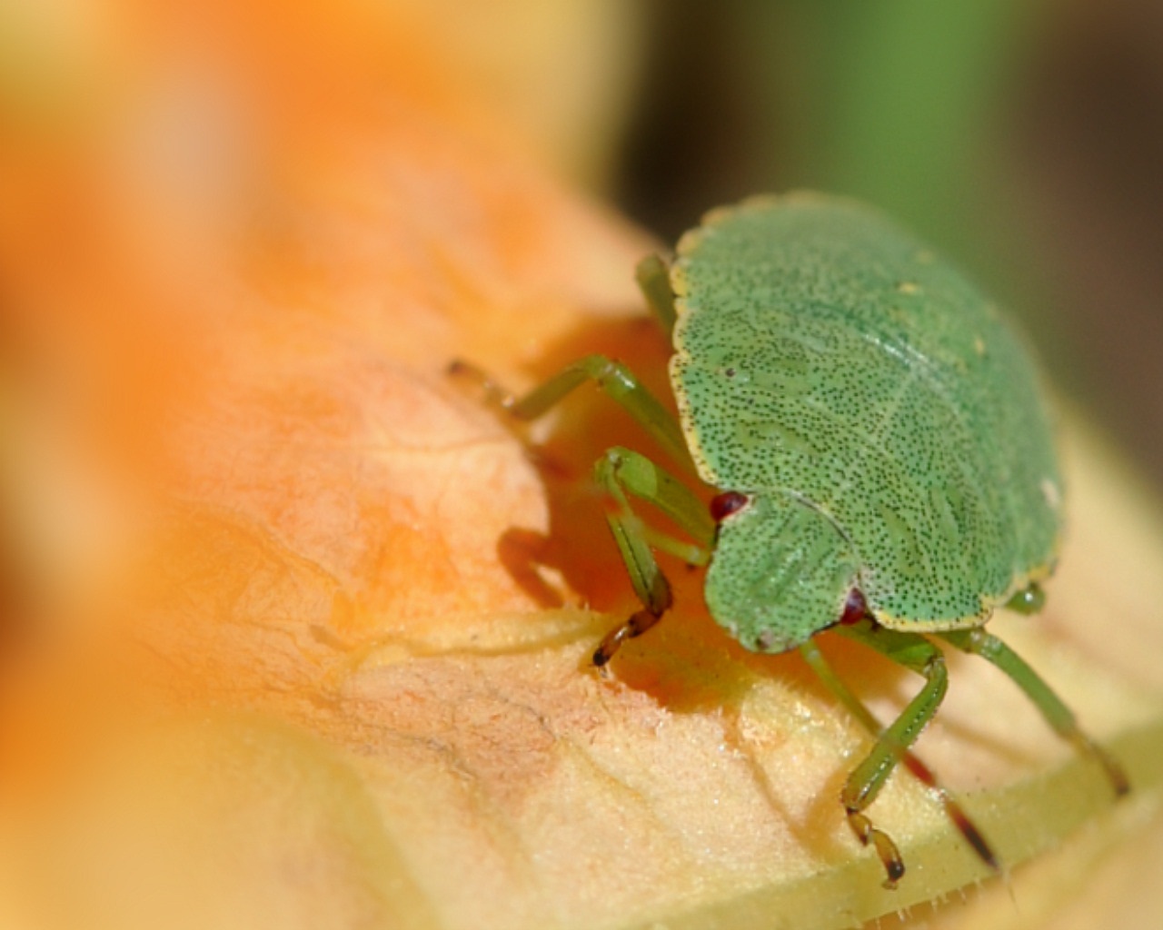 Fonds d'cran Animaux Insectes - Punaises punaise sur fleur de courgette