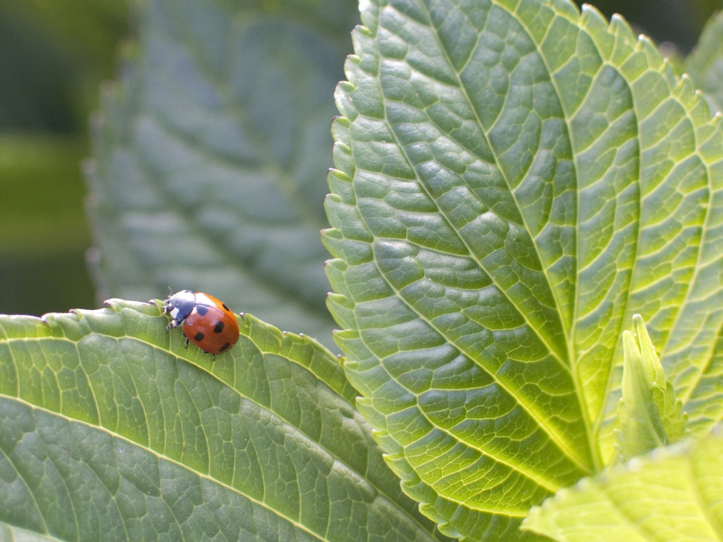 Wallpapers Animals Insects - Ladybugs Coccinelle