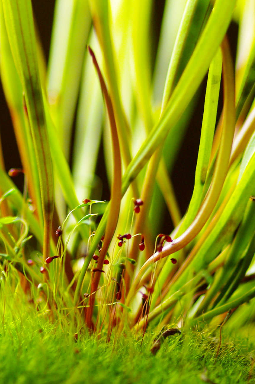 Fonds d'cran Nature Plantes - Arbustes 