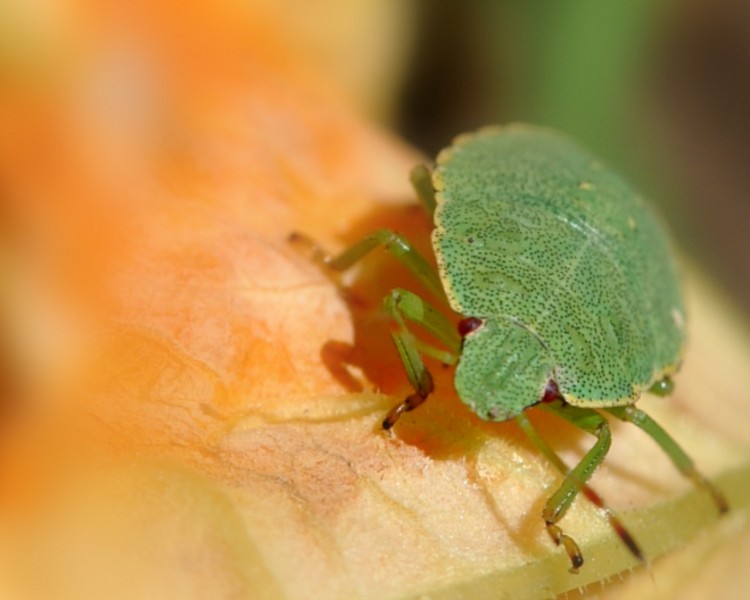 Wallpapers Animals Insectes - Bugs punaise sur fleur de courgette