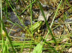 Fonds d'cran Animaux Grenouille_