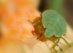 Fonds d'cran Animaux punaise sur fleur de courgette