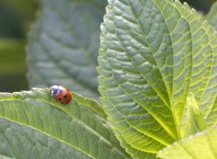 Fonds d'cran Animaux Coccinelle