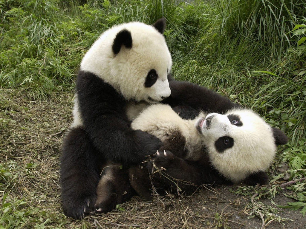 Wallpapers Animals Pandas Two Cute Playing Pandas