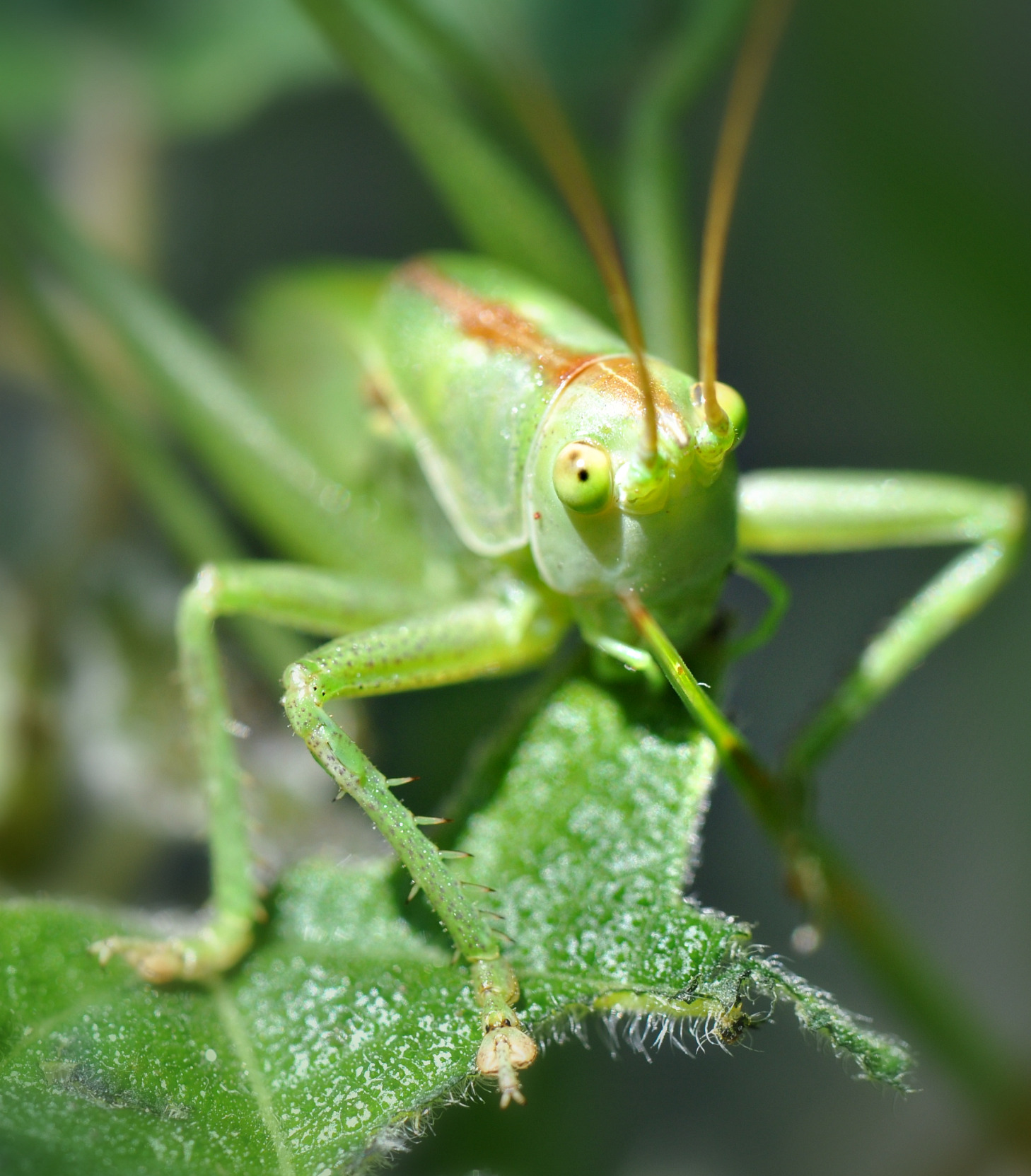 Fonds d'cran Animaux Insectes - Criquets grignotage...