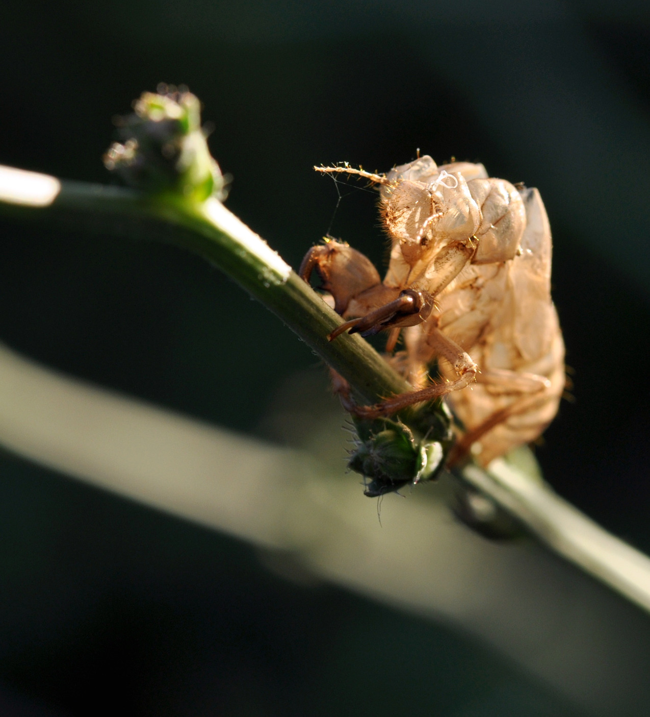 Fonds d'cran Animaux Insectes - Cigales aprs la mue d'une cigale