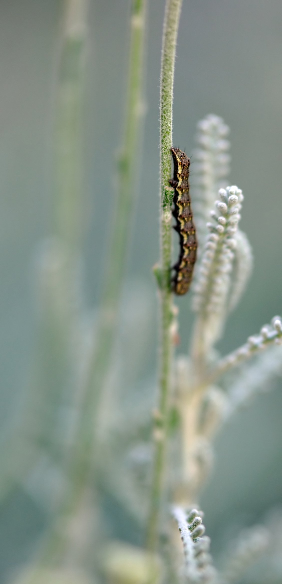 Fonds d'cran Animaux Insectes - Chenilles ho ! hisse !!!