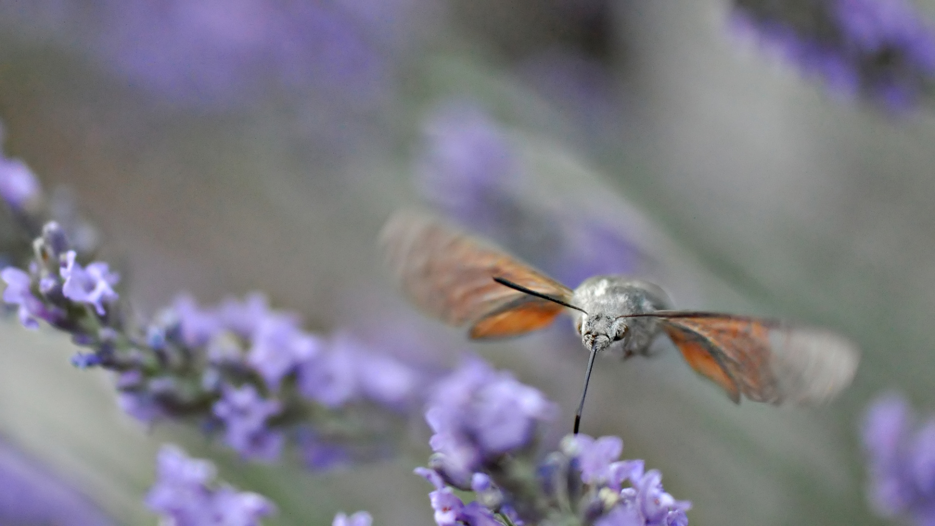 Fonds d'cran Animaux Insectes - Papillons sphinx colibri gourmand du suc de lavande