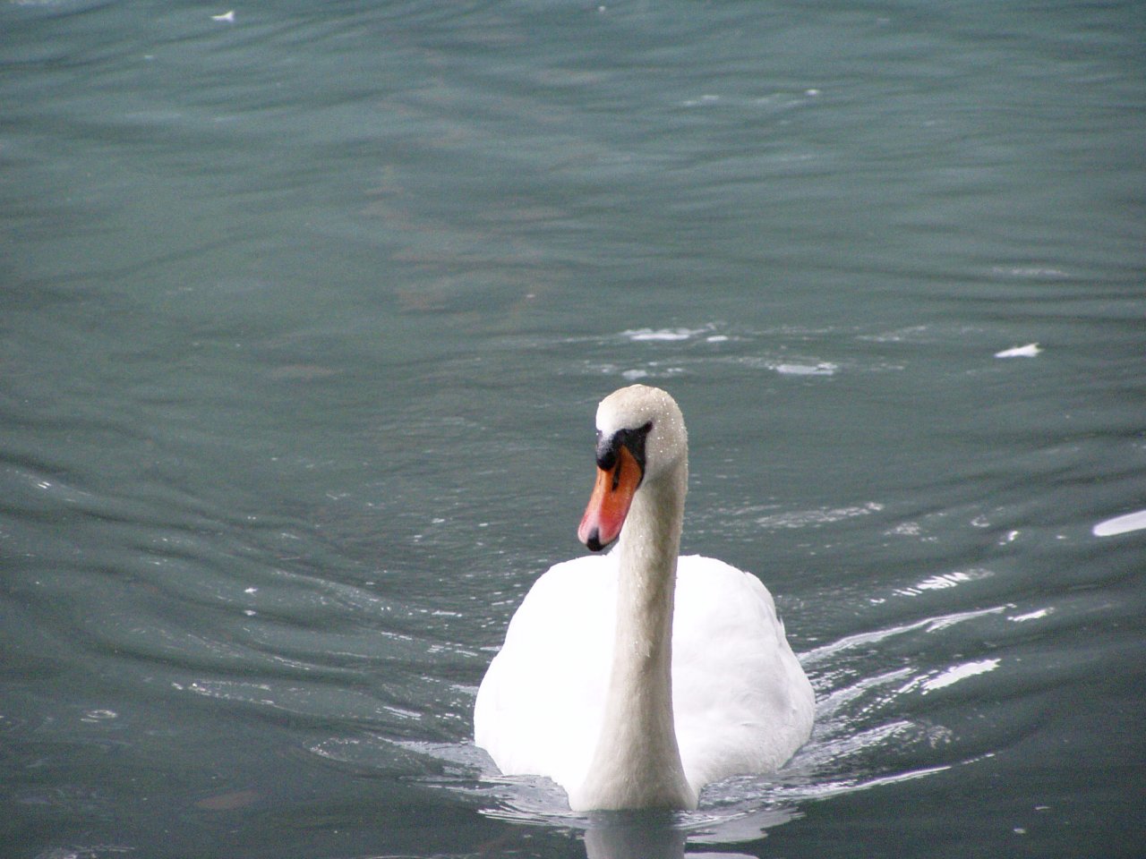 Fonds d'cran Animaux Oiseaux - Cygnes cygne