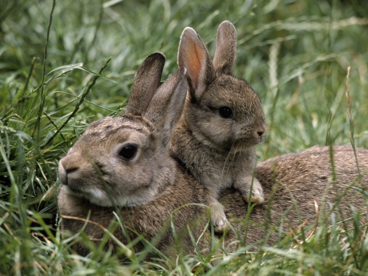 Fonds d'cran Animaux Lapins - Livres Very Cute Rabbits