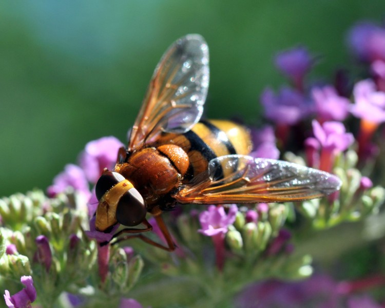 Fonds d'cran Animaux Insectes - Divers dlectation